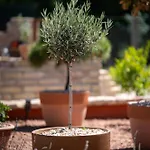 Casa Oliva *