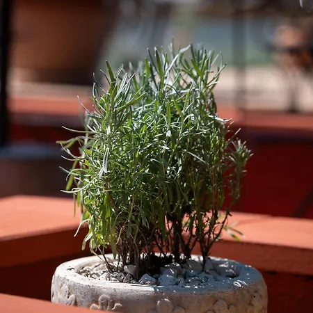 Casa Oliva דירה טוקאי