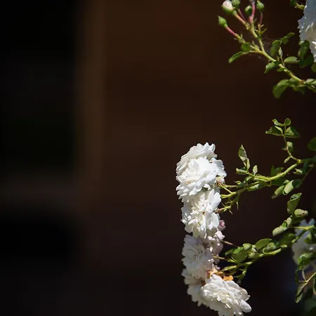 דירה Casa Oliva טוקאי