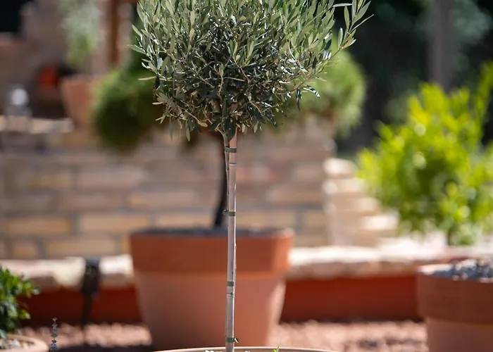 Casa Oliva *