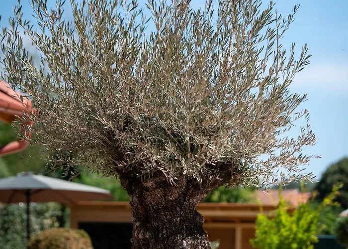 Casa Oliva *